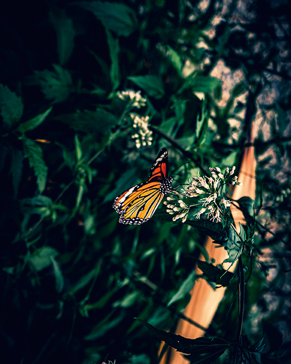 黑脈樺斑蝶正在吸食高士佛澤蘭